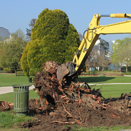 Dessouchage arbre et haie 